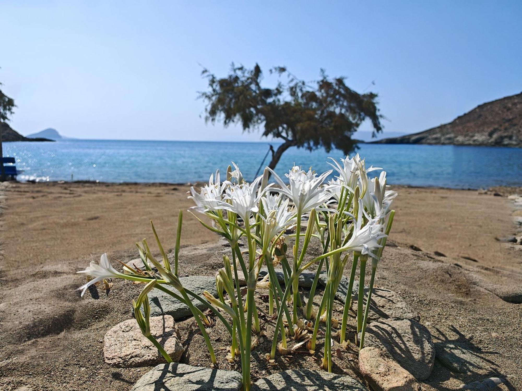Diana'S Luxury Suites Kíthnos Dış mekan fotoğraf
